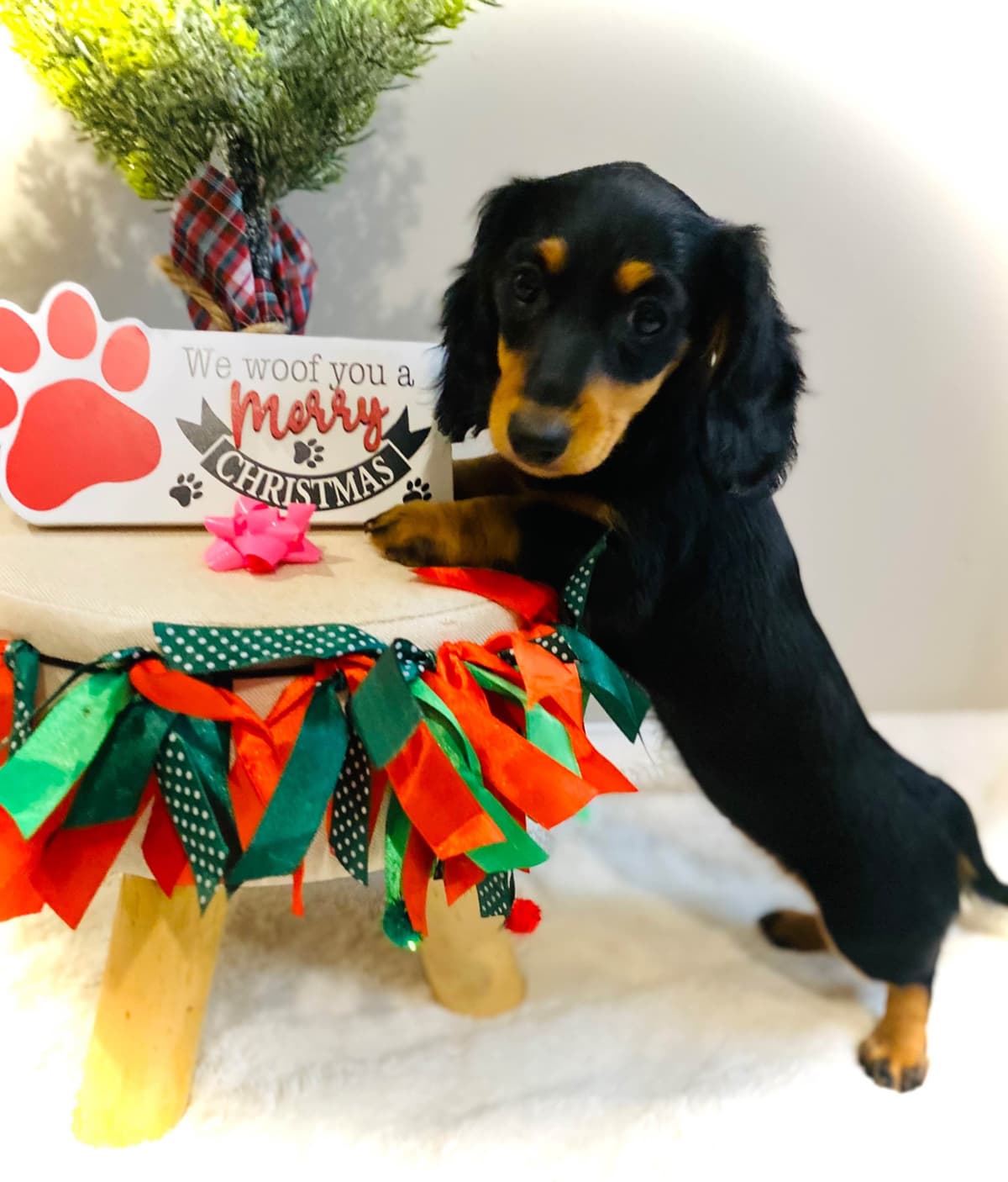 Dachshund Puppy (Russian) AKC Champion Bloodline breeder image 5