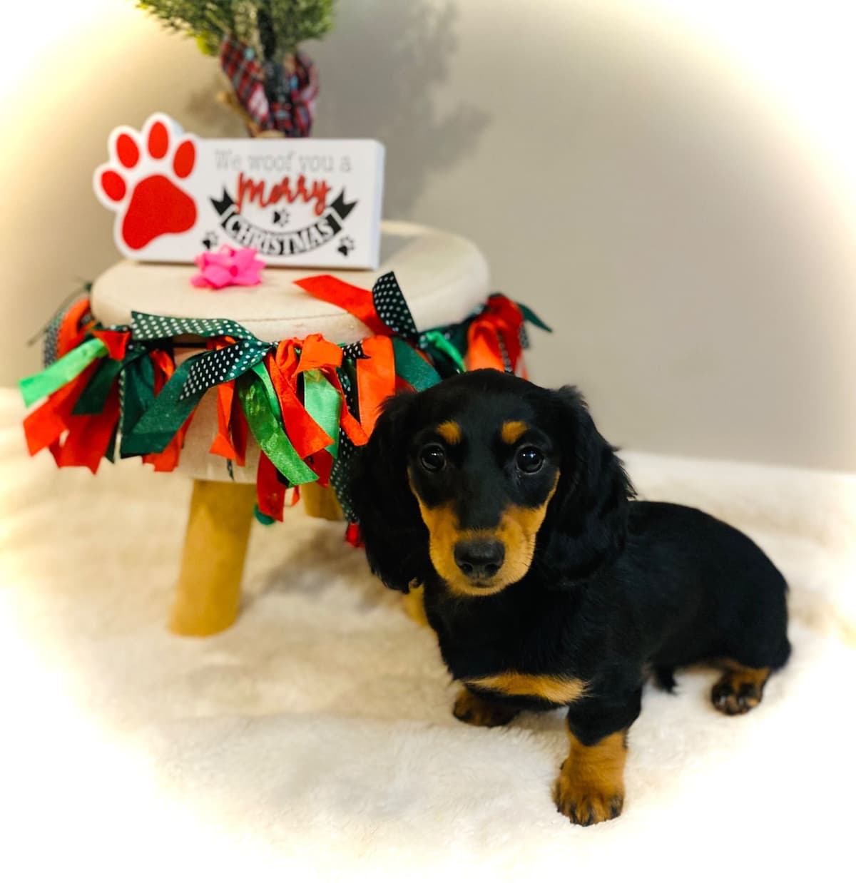 Dachshund Puppy (Russian) AKC Champion Bloodline breeder image 11