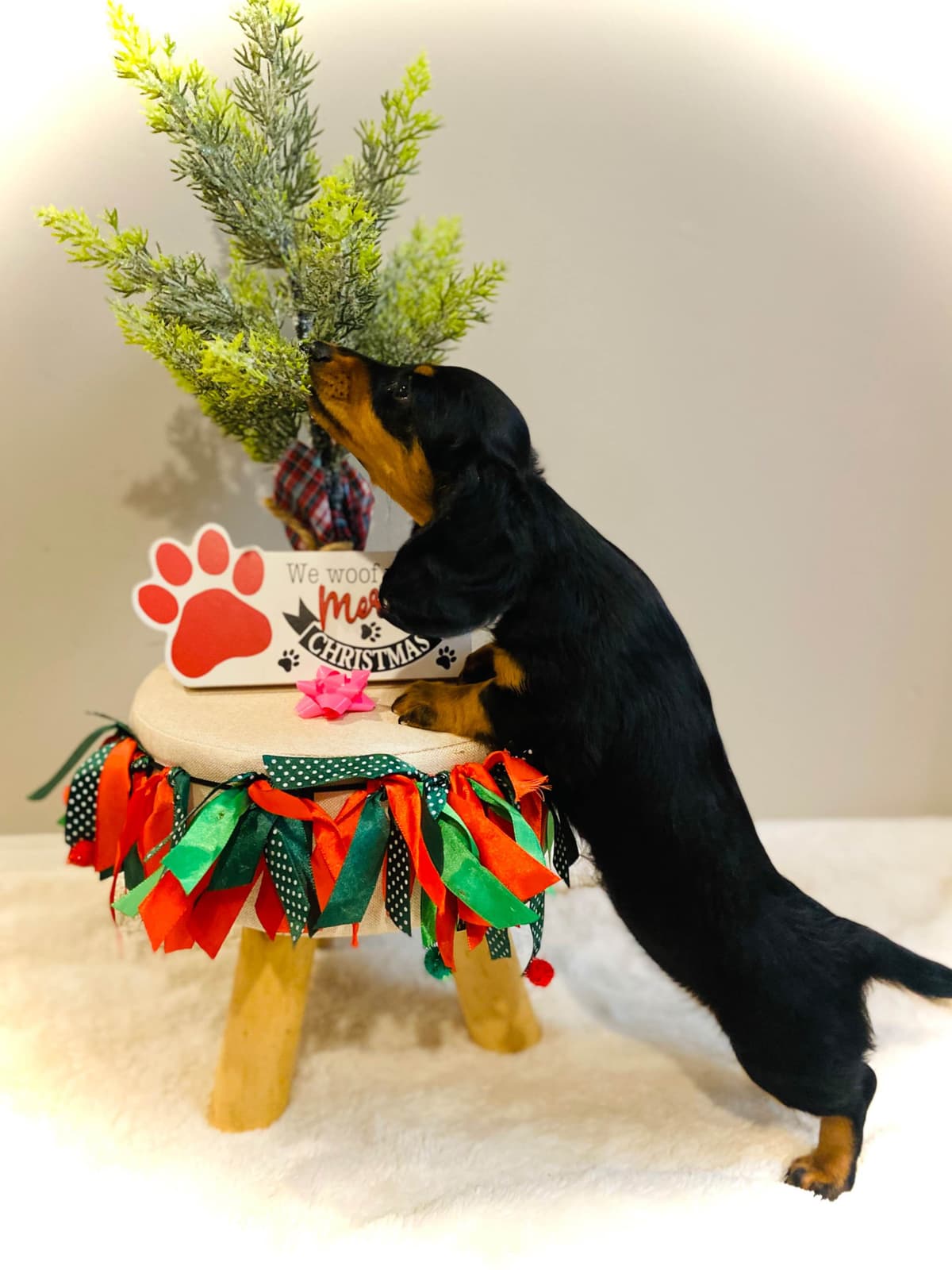 Dachshund Puppy (Russian) AKC Champion Bloodline breeder image 15
