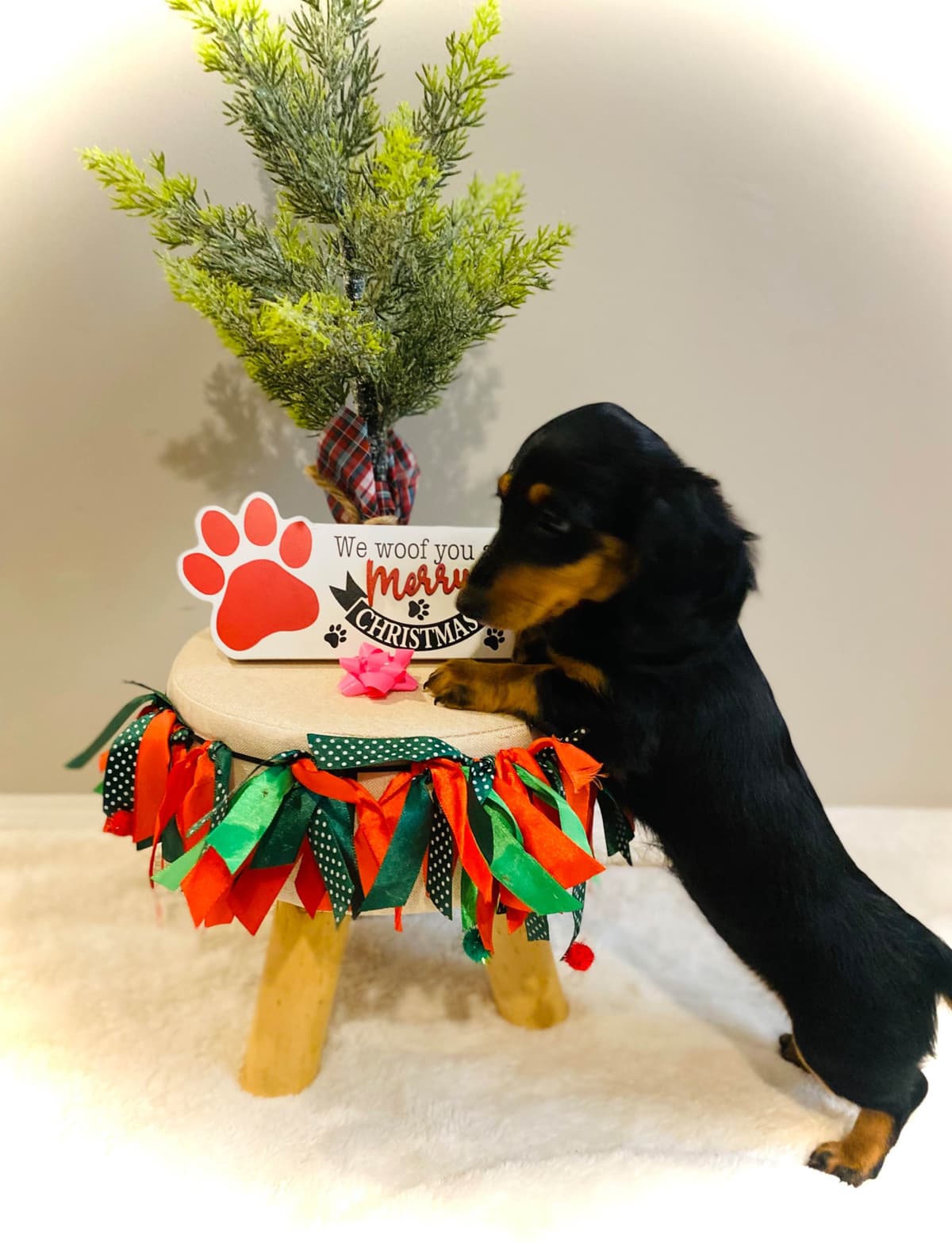 Dachshund Puppy (Russian) AKC Champion Bloodline breeder image 17