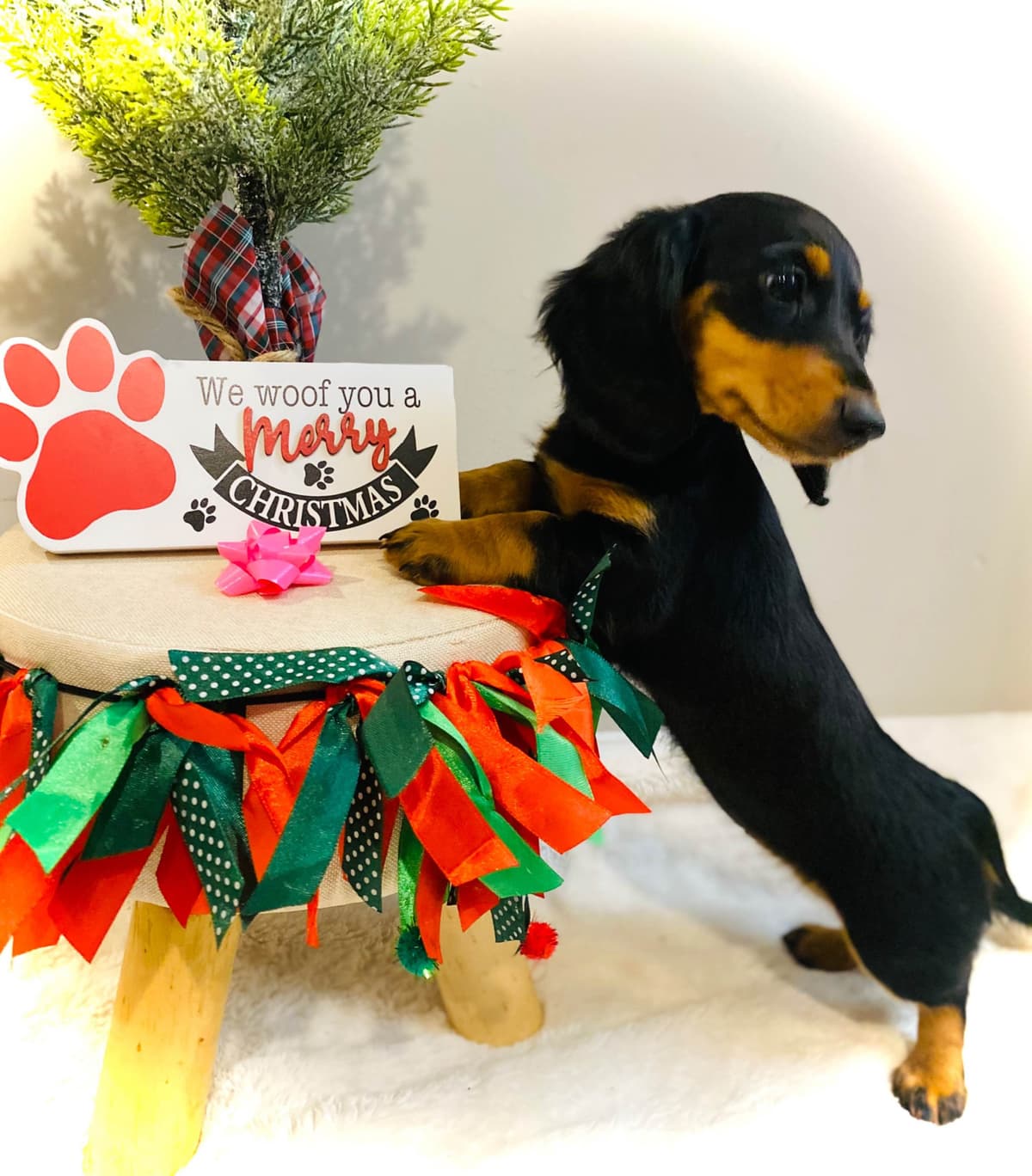 Dachshund Puppy (Russian) AKC Champion Bloodline breeder image 18