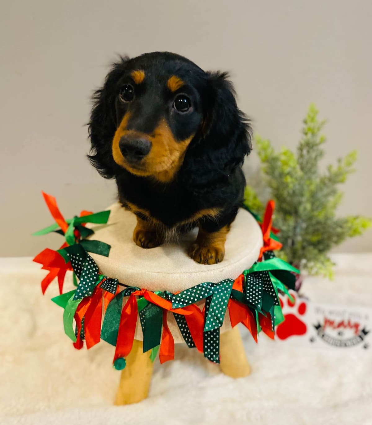 Dachshund Puppy (Russian) AKC Champion Bloodline breeder image 2