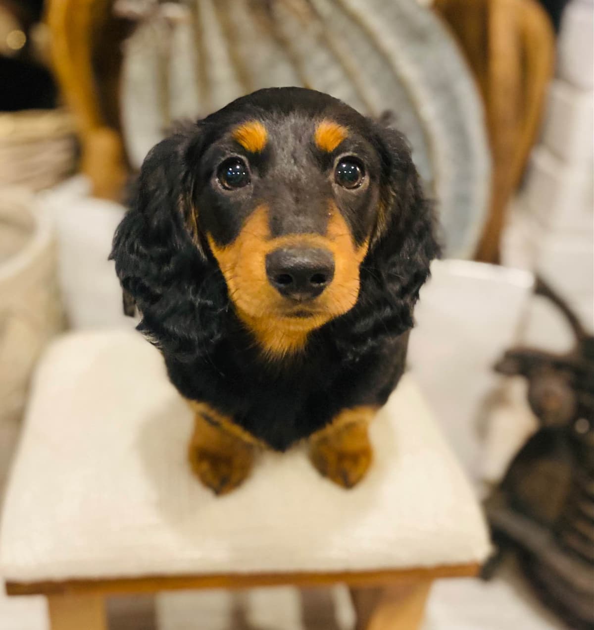 Dachshund Puppy (Russian) AKC Champion Bloodline breeder image 12