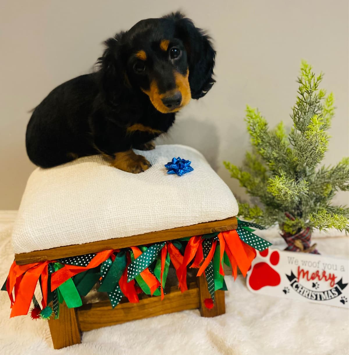Dachshund Puppy (Russian) AKC Champion Bloodline breeder image 8