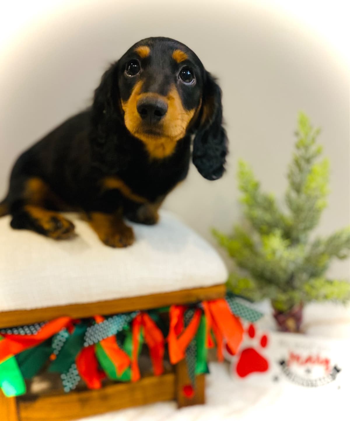 Dachshund Puppy (Russian) AKC Champion Bloodline breeder image 6