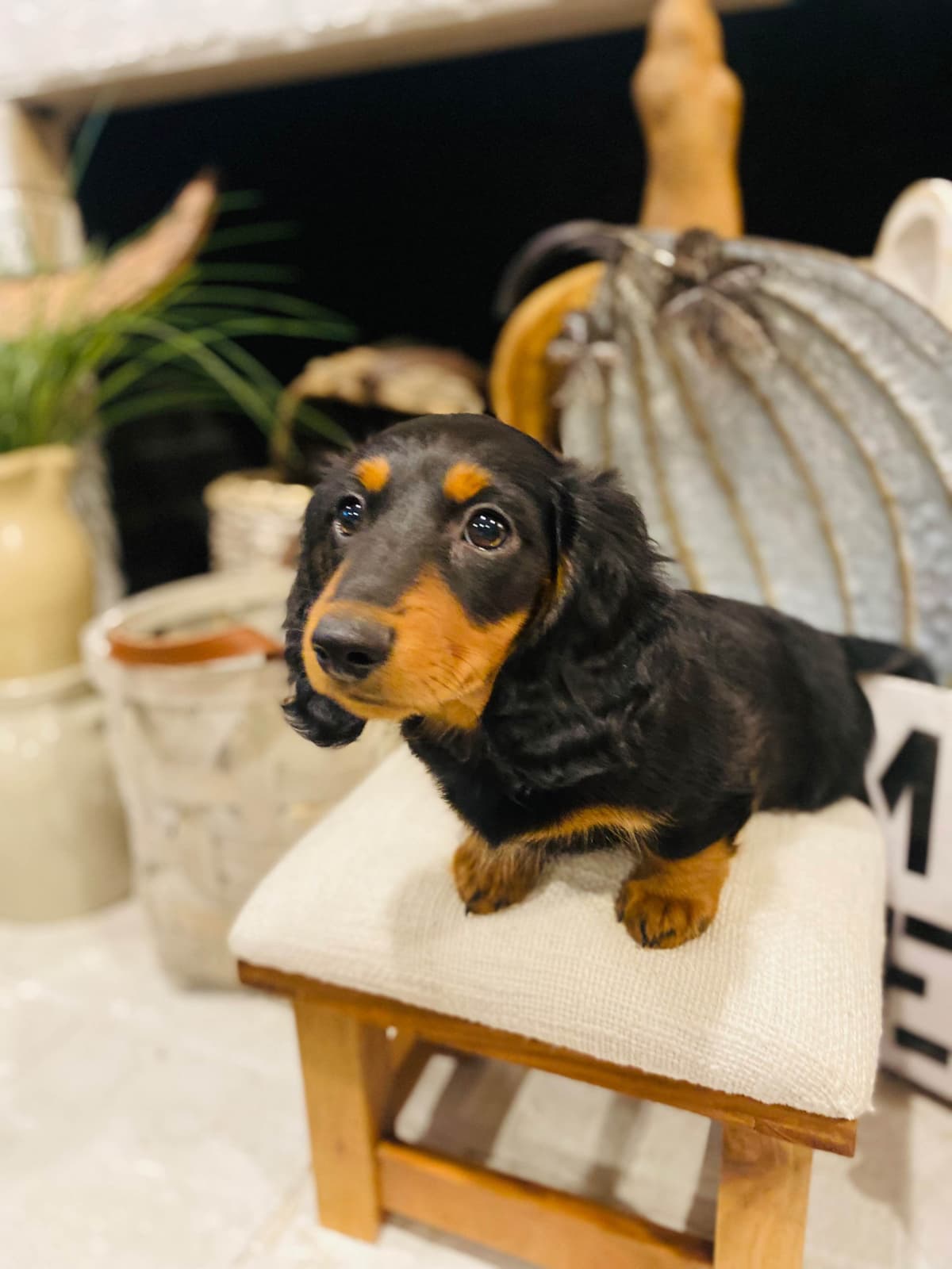 Dachshund Puppy (Russian) AKC Champion Bloodline breeder image 14