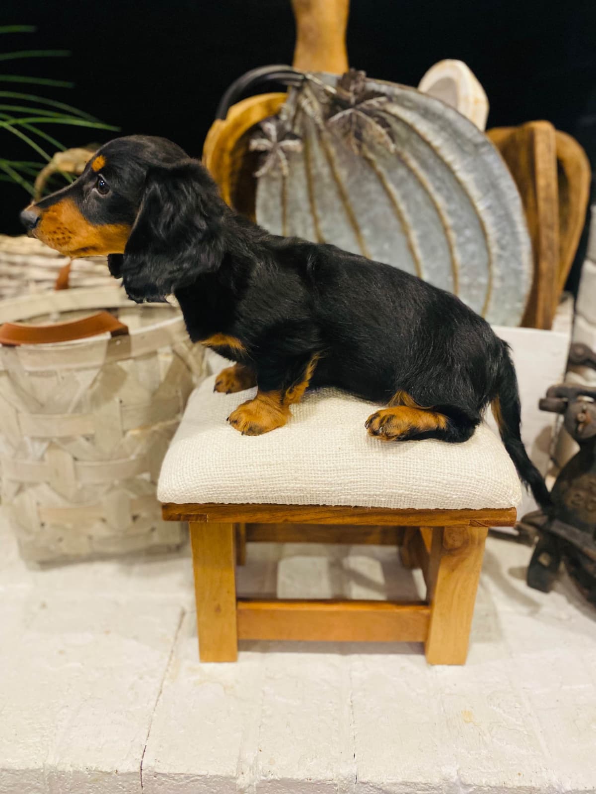 Dachshund Puppy (Russian) AKC Champion Bloodline breeder image 10