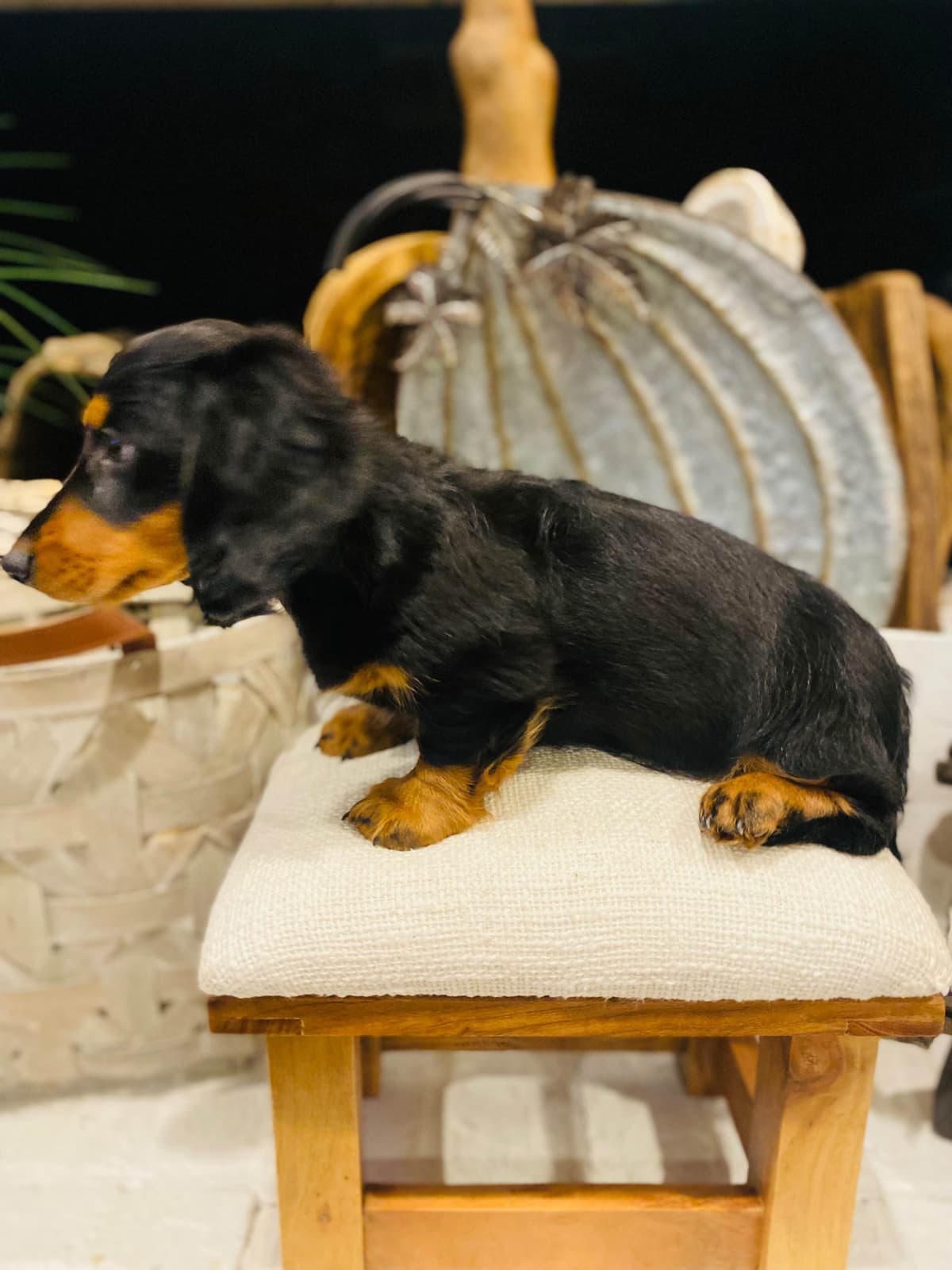 Dachshund Puppy (Russian) AKC Champion Bloodline breeder image 16