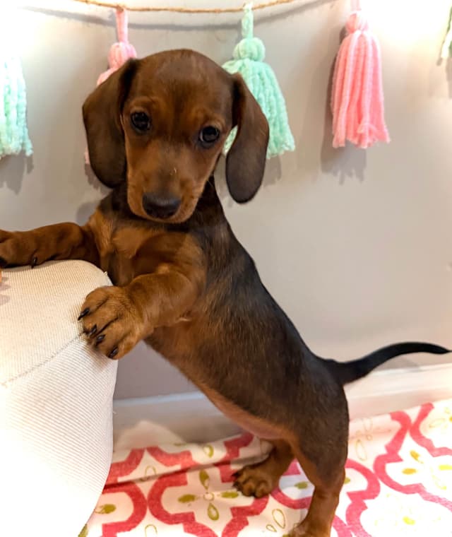 Dachshund Puppy (Russian) AKC Champion Bloodline media 2