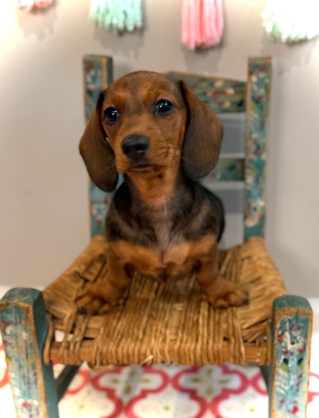 Dachshund Puppy (Russian) AKC Champion Bloodline media 3