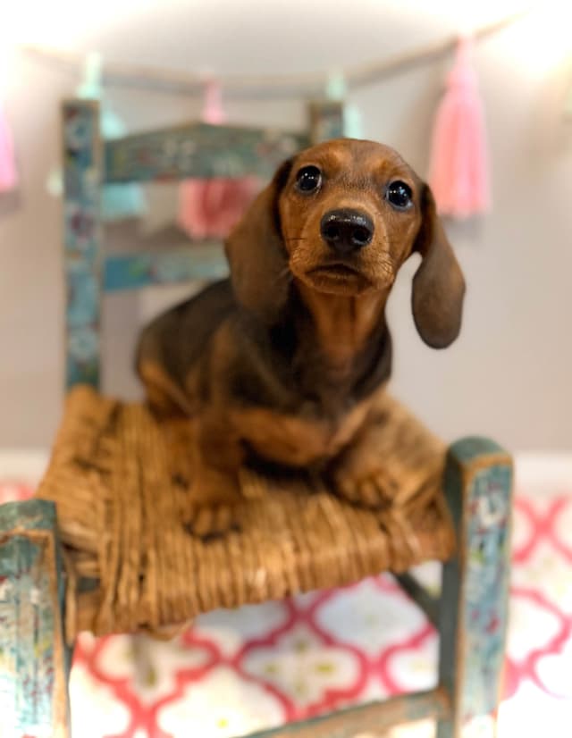 Dachshund Puppy (Russian) AKC Champion Bloodline media 4