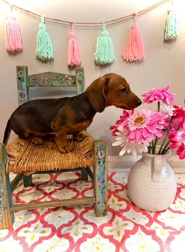 Dachshund Puppy (Russian) AKC Champion Bloodline media 5
