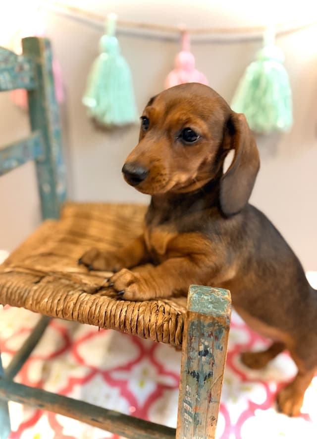 Dachshund Puppy (Russian) AKC Champion Bloodline media 6