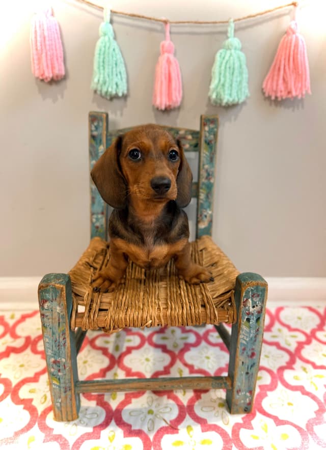 Dachshund Puppy (Russian) AKC Champion Bloodline media 7