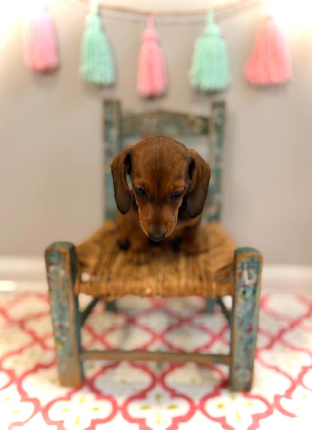 Dachshund Puppy (Russian) AKC Champion Bloodline media 8
