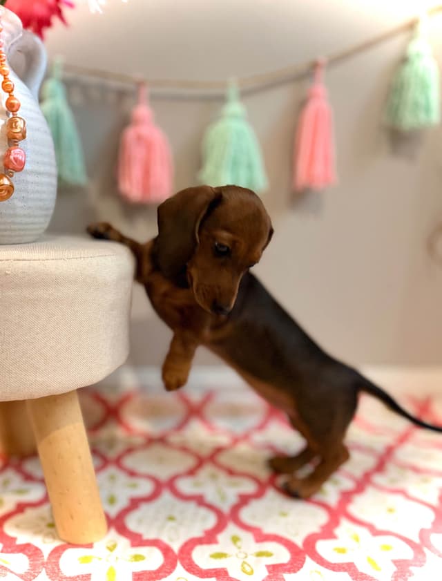 Dachshund Puppy (Russian) AKC Champion Bloodline media 10
