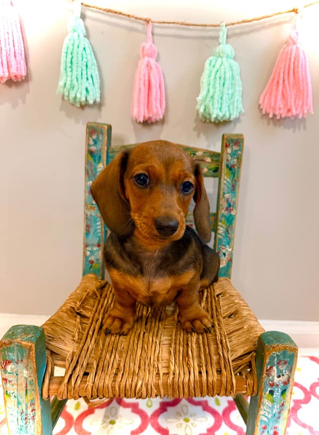 Dachshund Puppy (Russian) AKC Champion Bloodline media 11
