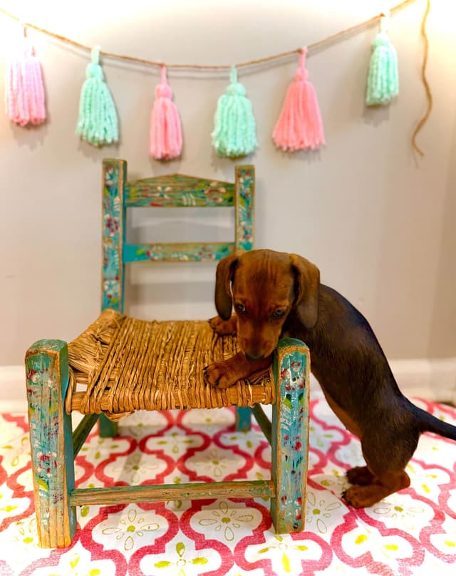 Dachshund Puppy (Russian) AKC Champion Bloodline media 12