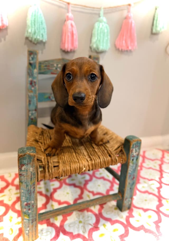 Dachshund Puppy (Russian) AKC Champion Bloodline media 13