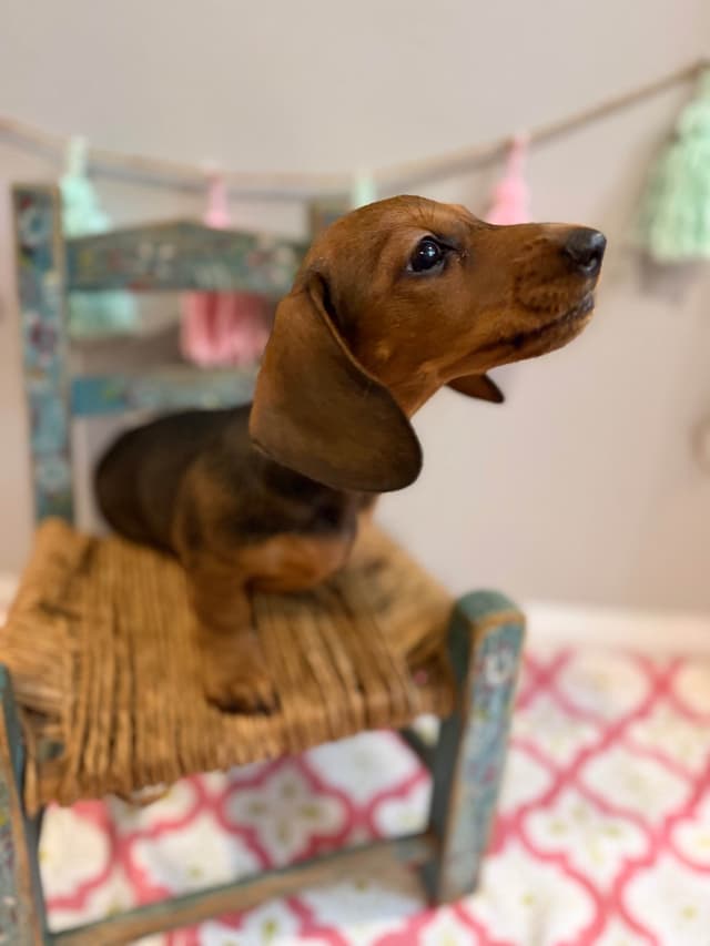 Dachshund Puppy (Russian) AKC Champion Bloodline media 14