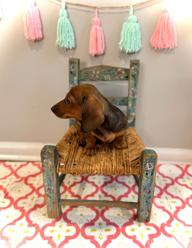 Dachshund Puppy (Russian) AKC Champion Bloodline media 15