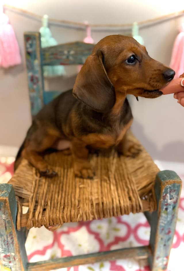 Dachshund Puppy (Russian) AKC Champion Bloodline media 16