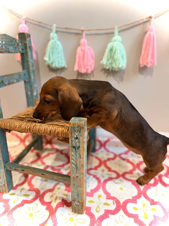 Dachshund Puppy (Russian) AKC Champion Bloodline media 18