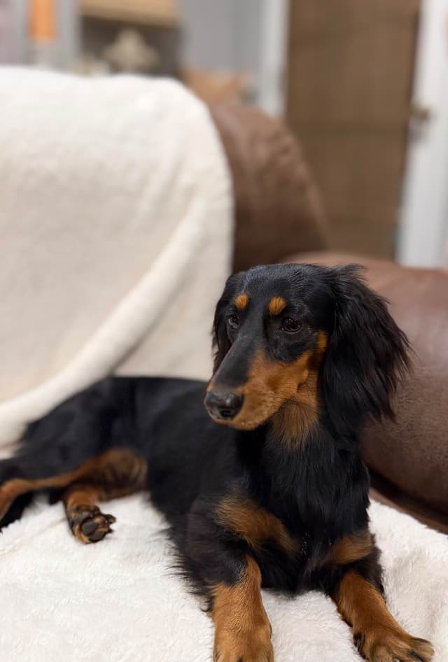 Dachshund Puppy (Russian) AKC Champion Bloodline media 29