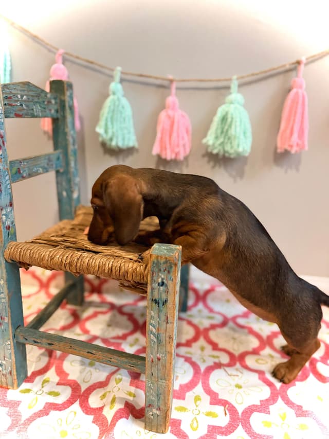 Dachshund Puppy (Russian) AKC Champion Bloodline media 19