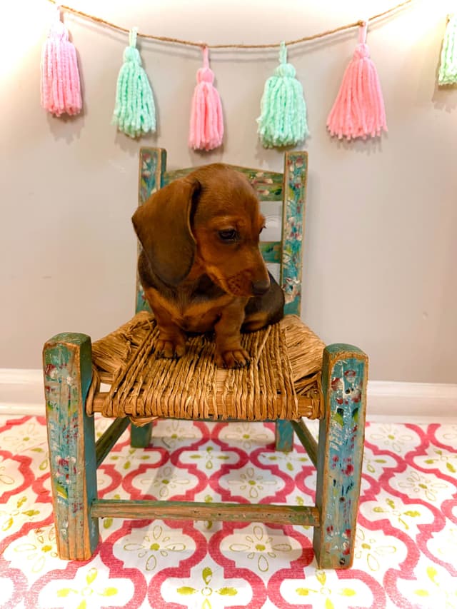 Dachshund Puppy (Russian) AKC Champion Bloodline media 20