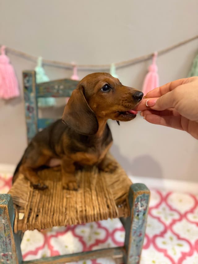 Dachshund Puppy (Russian) AKC Champion Bloodline media 21