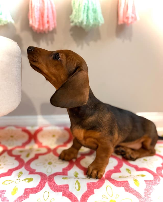 Dachshund Puppy (Russian) AKC Champion Bloodline media 22