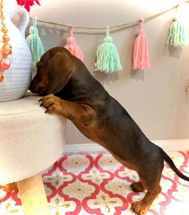 Dachshund Puppy (Russian) AKC Champion Bloodline media 23