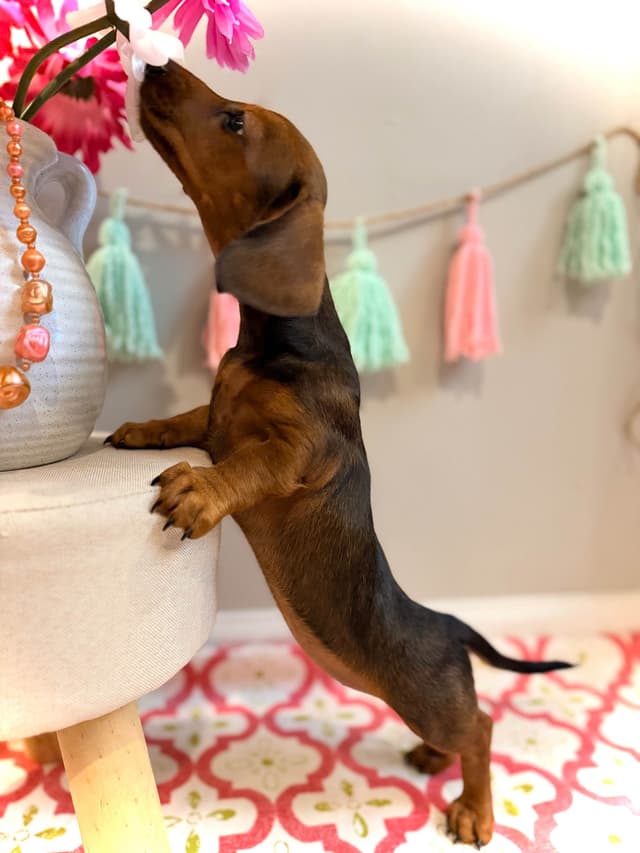 Dachshund Puppy (Russian) AKC Champion Bloodline media 24