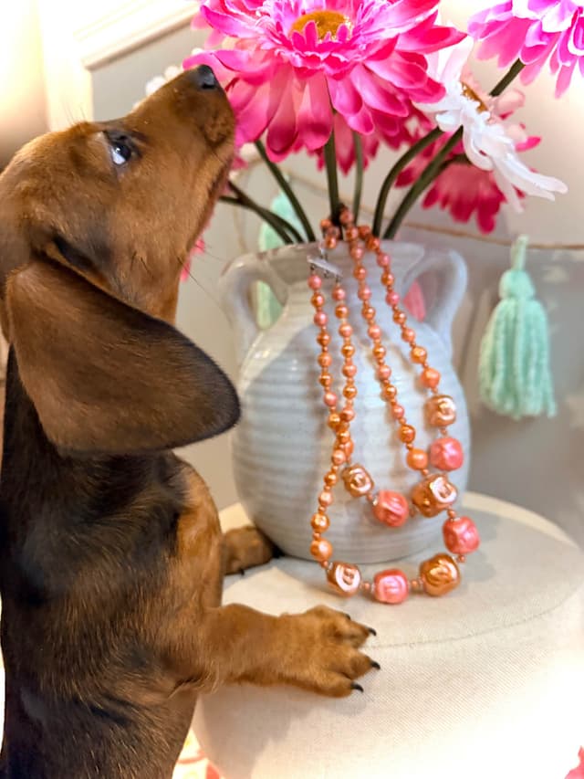 Dachshund Puppy (Russian) AKC Champion Bloodline media 25