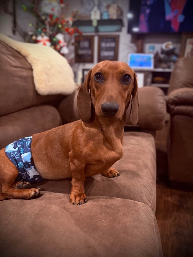 Dachshund Puppy (Russian) AKC Champion Bloodline media 27