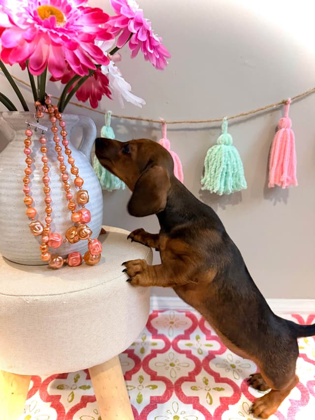 Dachshund Puppy (Russian) AKC Champion Bloodline media 26