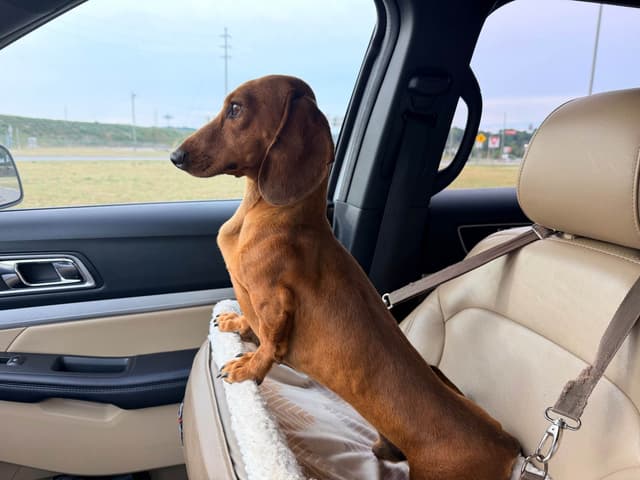 Dachshund Puppy (Russian) AKC Champion Bloodline media 28