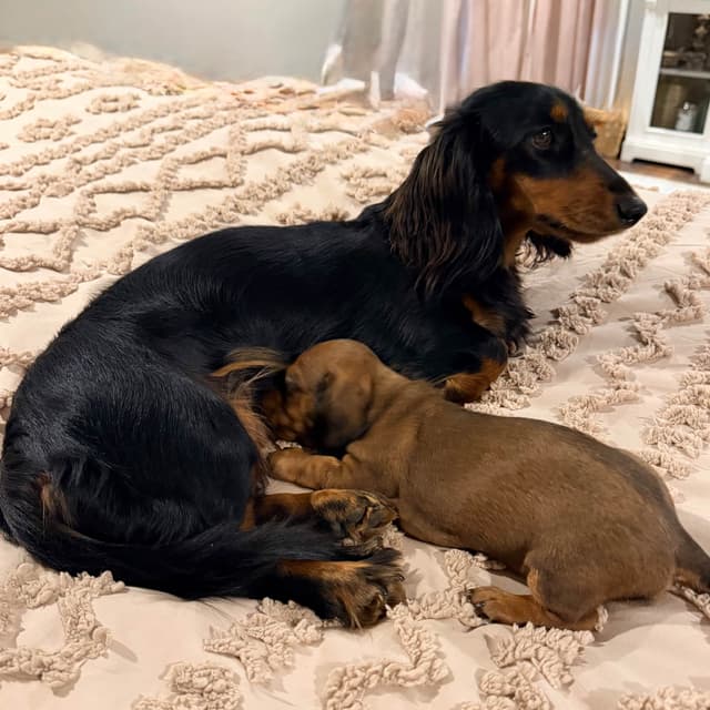 Dachshund Puppy (Russian) AKC Champion Bloodline media 30