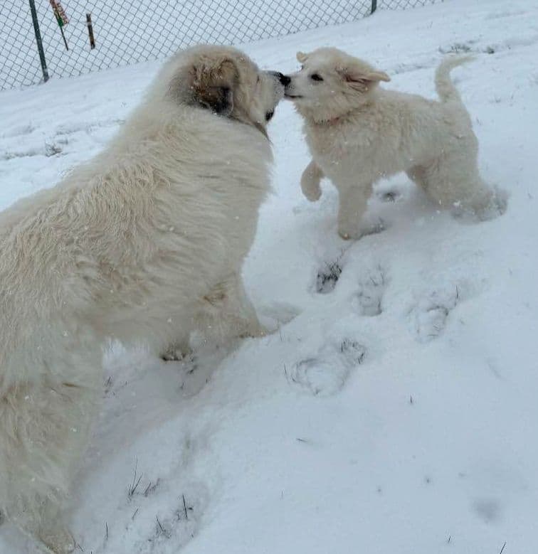 Great Pyrenees Puppies breeder image 1
