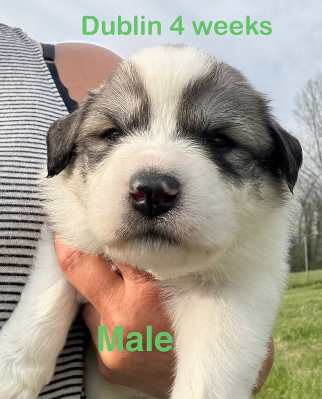 Great Pyrenees Puppies media 2