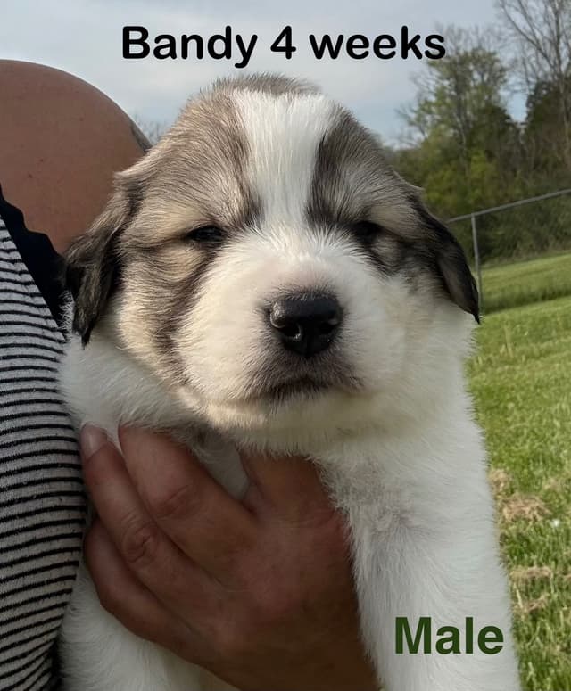 Great Pyrenees Puppies media 4