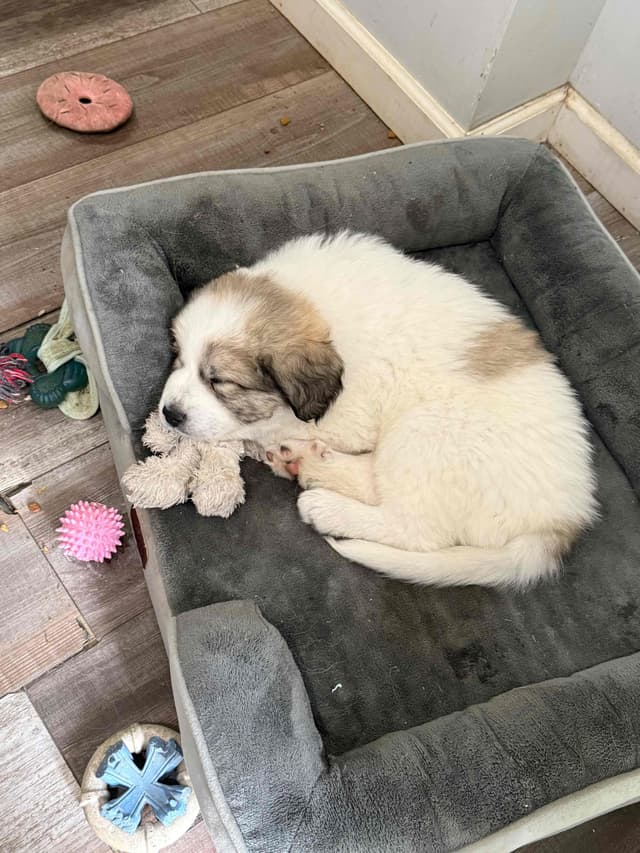 Great Pyrenees Puppies media 6
