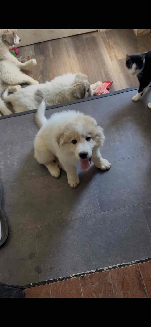 Great Pyrenees Puppies media 7