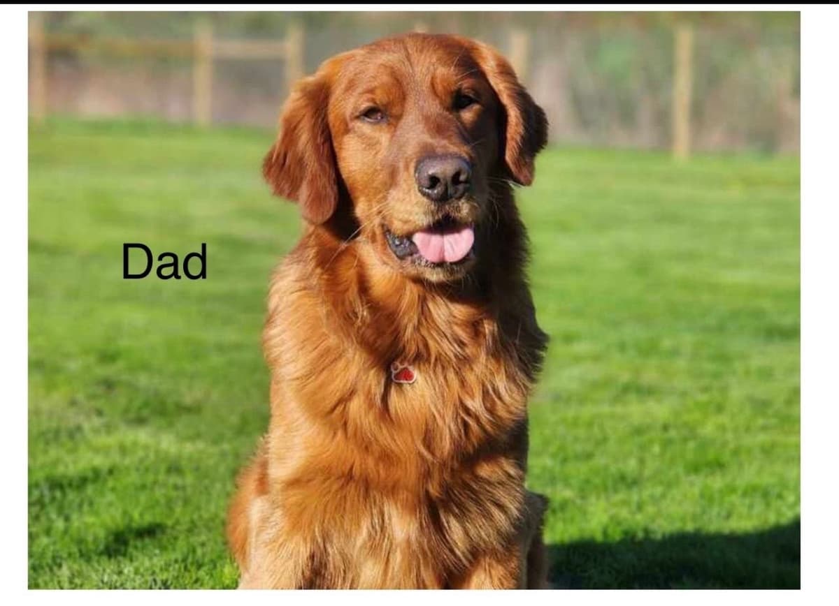 Golden Retriever Puppies breeder image 2