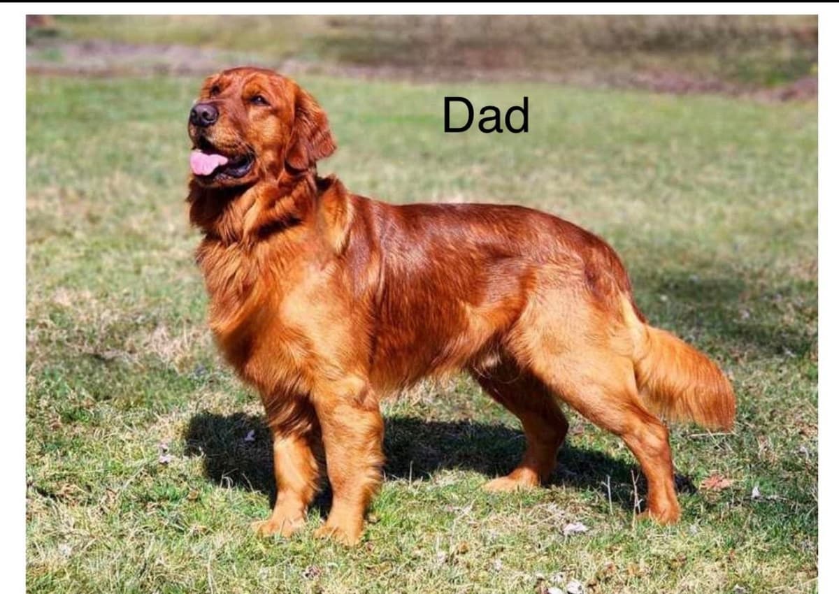 Golden Retriever Puppies breeder image 4