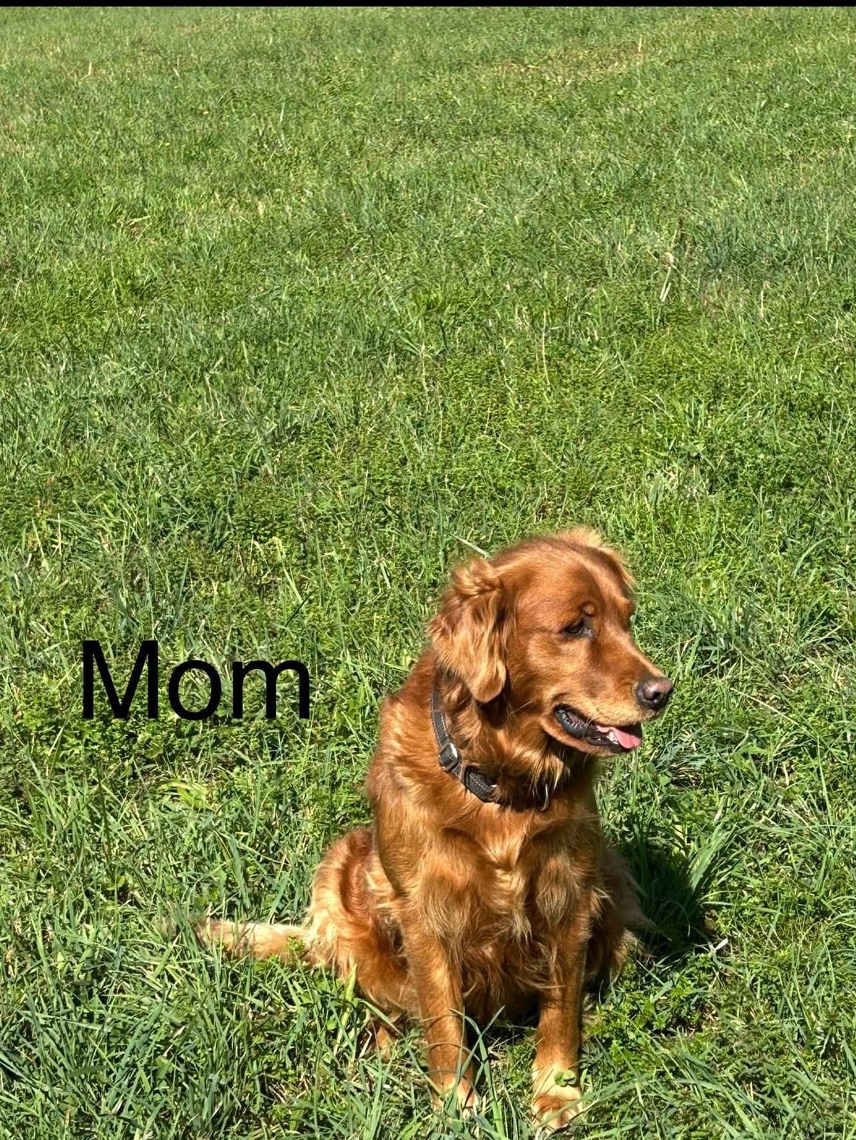 Golden Retriever Puppies breeder image 6