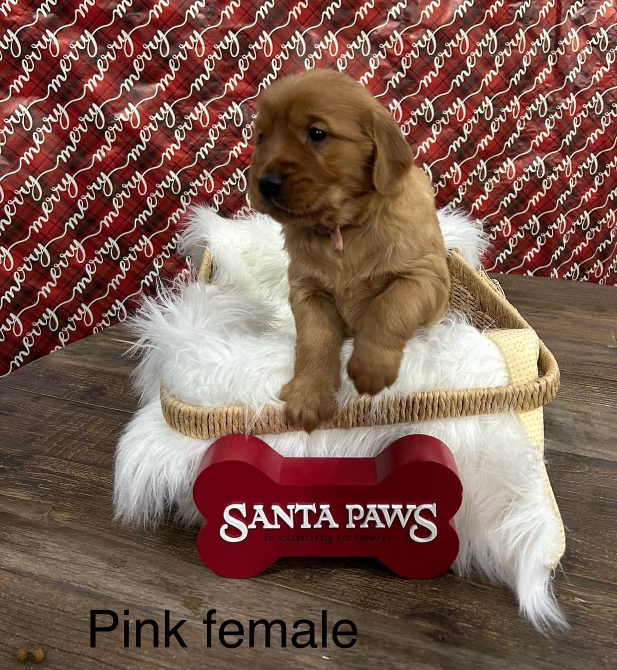 Golden Retriever Puppies breeder image 9