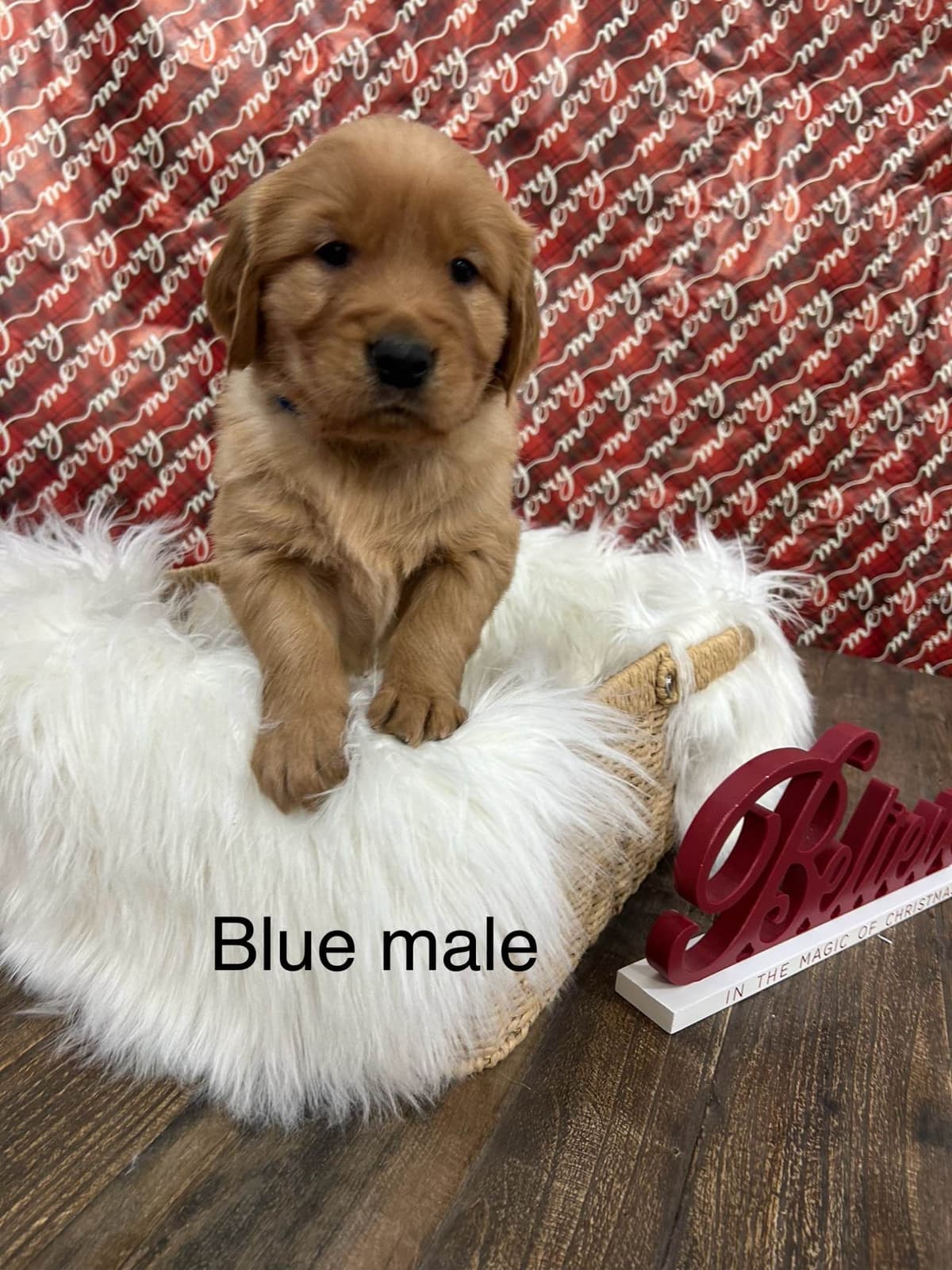 Golden Retriever Puppies breeder image 11