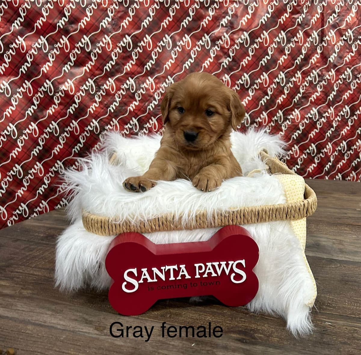 Golden Retriever Puppies breeder image 12